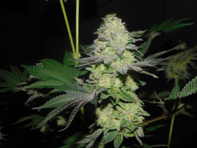 Gelato (Zamnesia Seeds) feminizowane