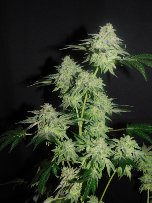 Gelato (Zamnesia Seeds) feminizowane