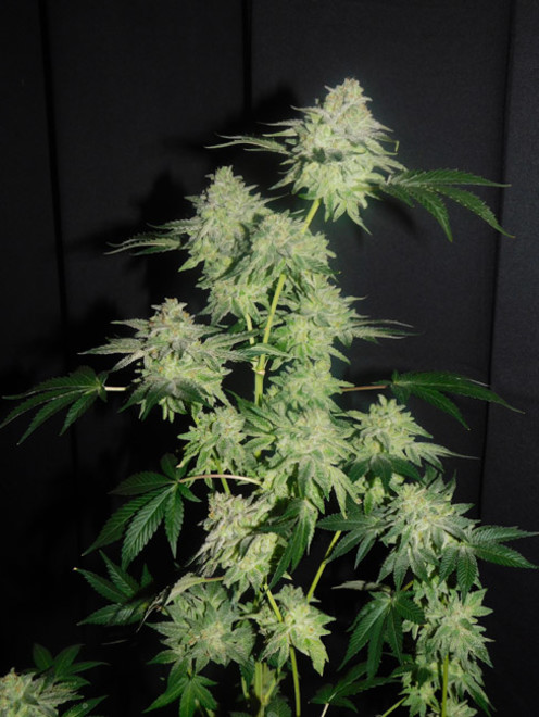Gelato (Zamnesia Seeds) feminizowane