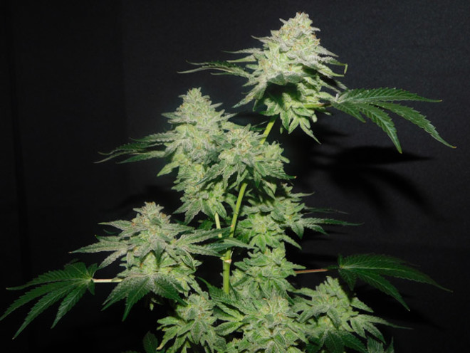 Gelato (Zamnesia Seeds) feminizowane