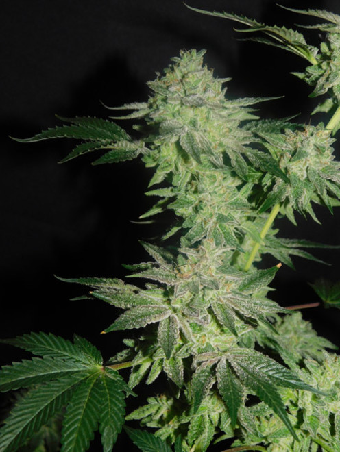 Gelato (Zamnesia Seeds) feminizowane