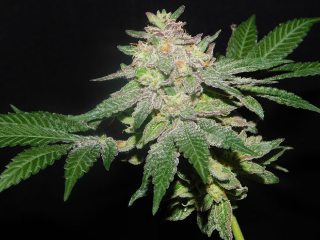 Gelato (Zamnesia Seeds) feminizowane