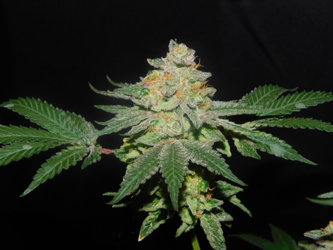 Gelato (Zamnesia Seeds) feminizowane