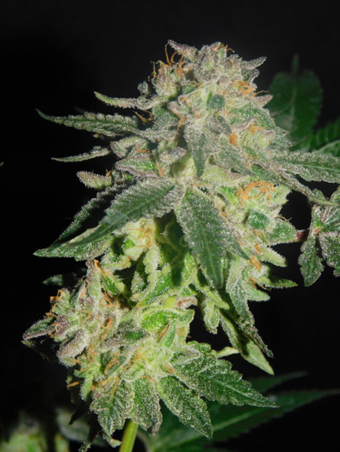 Gelato (Zamnesia Seeds) feminizowane