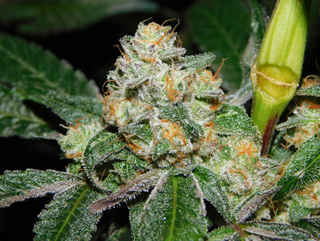 Wifi 43 x Do-Si-Dos (Philosopher Seeds x Zamnesia) feminizowane