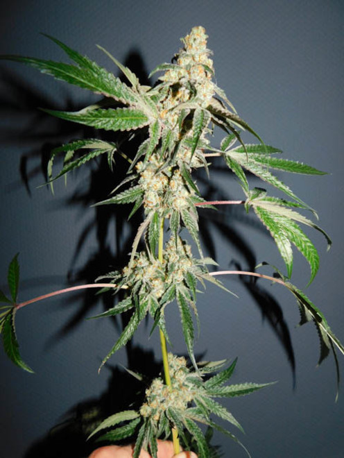 Wifi 43 x Do-Si-Dos (Philosopher Seeds x Zamnesia) feminizowane