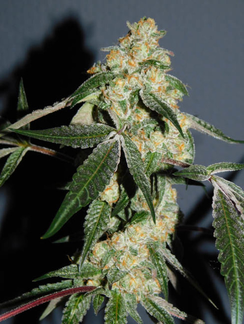 Wifi 43 x Do-Si-Dos (Philosopher Seeds x Zamnesia) feminizowane