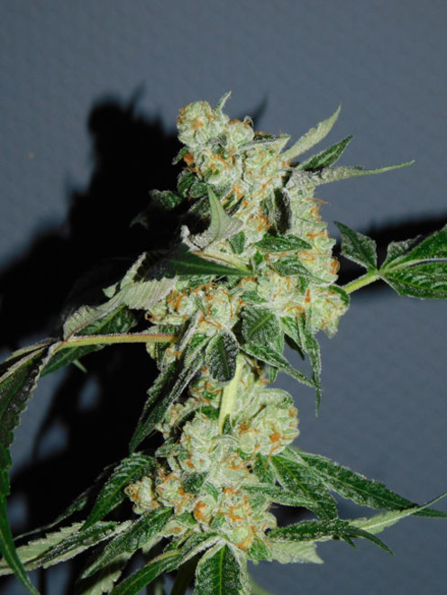 Wifi 43 x Do-Si-Dos (Philosopher Seeds x Zamnesia) feminizowane