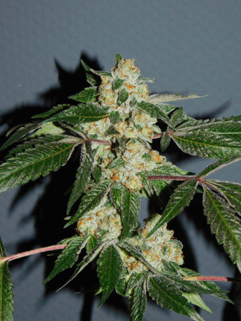 Wifi 43 x Do-Si-Dos (Philosopher Seeds x Zamnesia) feminizowane