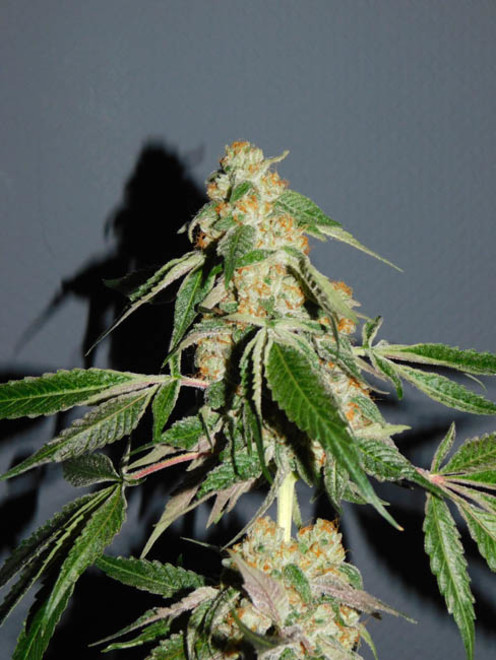 Wifi 43 x Do-Si-Dos (Philosopher Seeds x Zamnesia) feminizowane