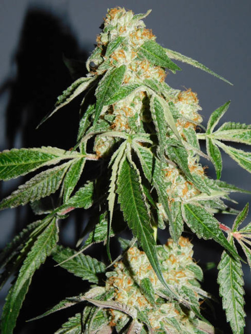 Wifi 43 x Do-Si-Dos (Philosopher Seeds x Zamnesia) feminizowane