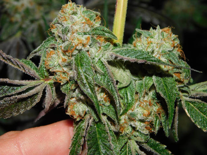 Wifi 43 x Do-Si-Dos (Philosopher Seeds x Zamnesia) feminizowane