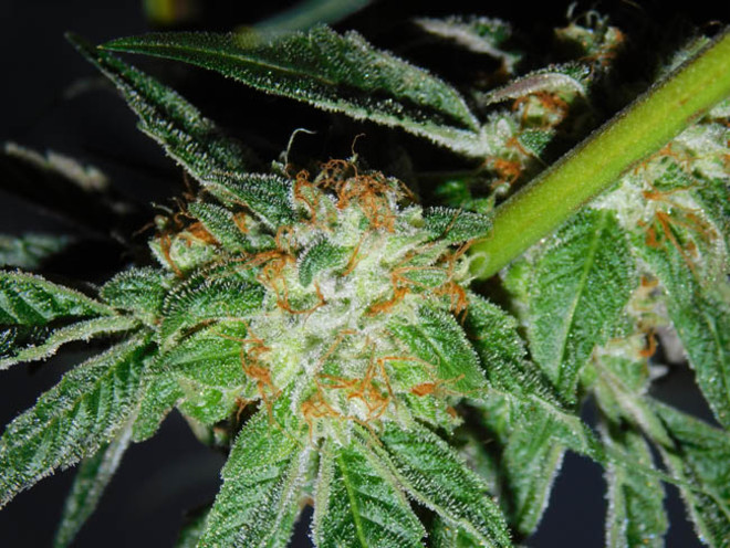 Wifi 43 x Do-Si-Dos (Philosopher Seeds x Zamnesia) feminizowane