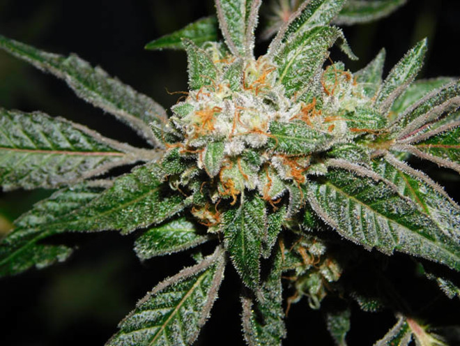 Wifi 43 x Do-Si-Dos (Philosopher Seeds x Zamnesia) feminizowane