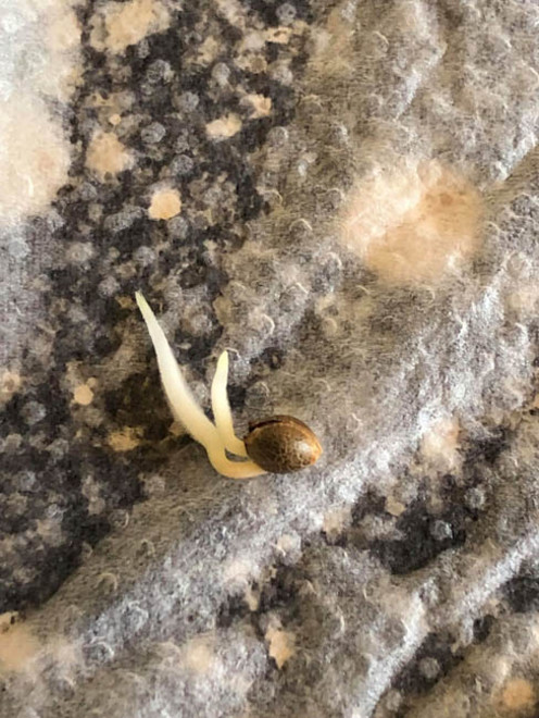 Purple Punch (Zamnesia Seeds) feminizowane