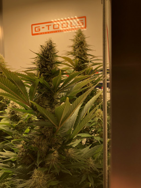 Purple Punch (Zamnesia Seeds) feminizowane