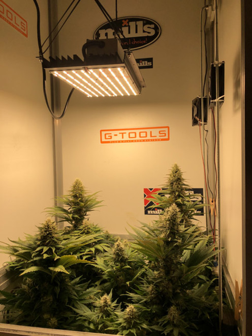 Purple Punch (Zamnesia Seeds) feminizowane