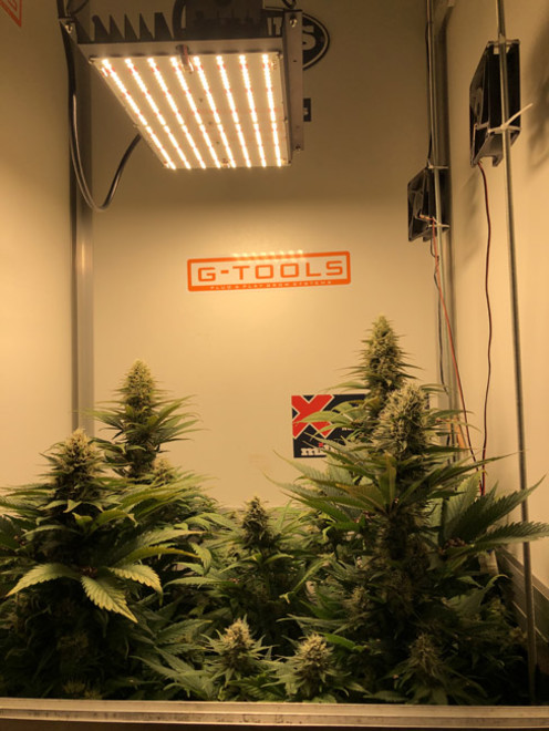 Purple Punch (Zamnesia Seeds) feminizowane