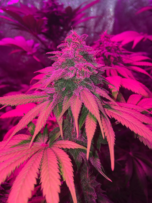 Purple Punch (Zamnesia Seeds) feminizowane