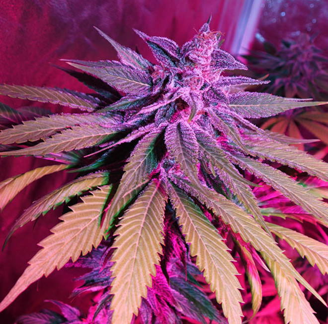 Purple Punch (Zamnesia Seeds) feminizowane