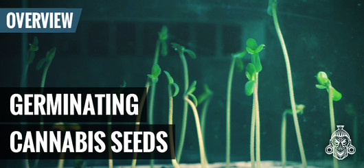 Jak korzystać z funkcji Smart Start